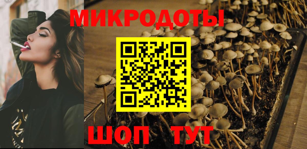 Псилоцибиновые грибы Cubensis Гусиноозёрск